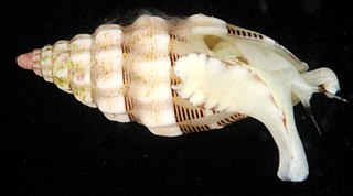 <i>Vexillum interruptum</i> Species of gastropod