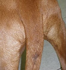 A Rhodesian Ridgeback (sex unknown) with "stud tail": the violet gland lost hair and appears as a dark dimple Viol-Gland-dog.jpg