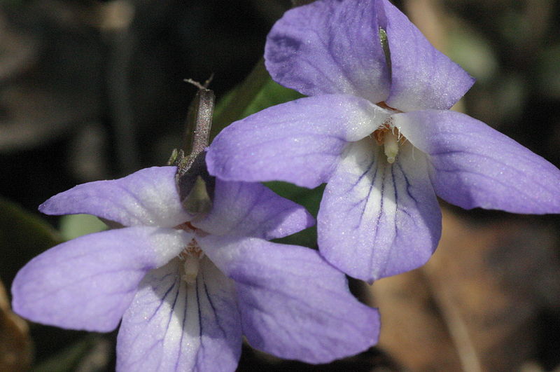 File:Viola rupestris (Sand-Veilchen) IMG 36919.JPG