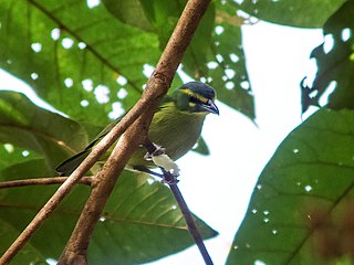 <span class="mw-page-title-main">Yellow-browed shrike-vireo</span> Species of bird