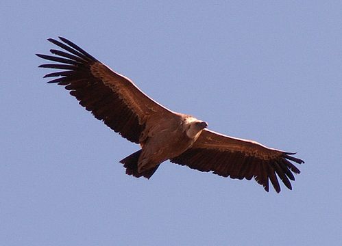 Griffon vulture soaring