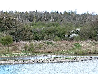 <span class="mw-page-title-main">WWT Washington</span> Wetland reserve in North East England