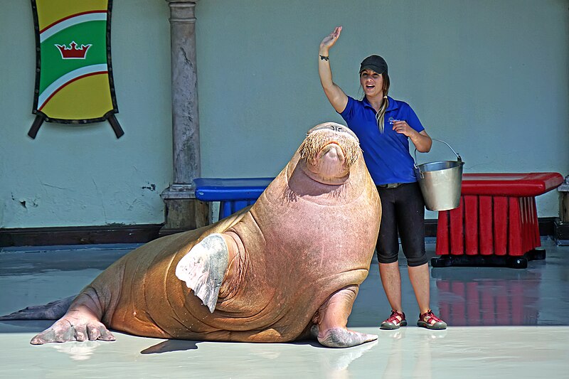 File:Walrus in Marineland, Ontario, Canada - 2017 (36825313130).jpg