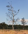 Betula in September.