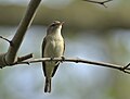 Thumbnail for File:Warbling vireo (51165402350).jpg