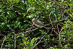 Thumbnail for File:Warbling vireo in Prospect Park (70447).jpg