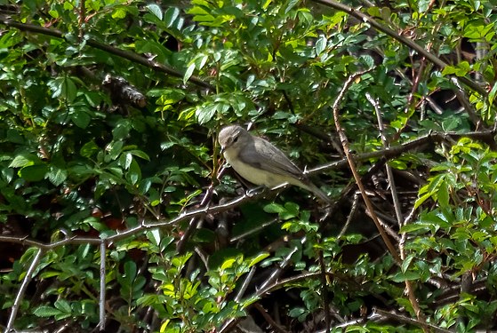 Warbling vireo, Prospect Park