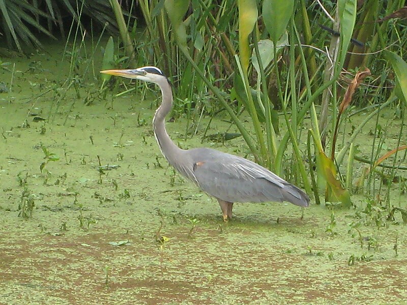 File:Water-bird-green-cay-florida-mar08.jpg