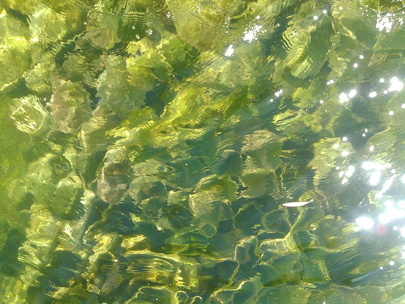 File:Water in Mataranka, Northern Territory, Australia.jpg