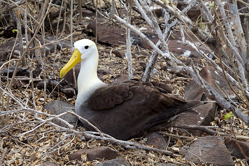File:Waved albatross (26433701683).jpg