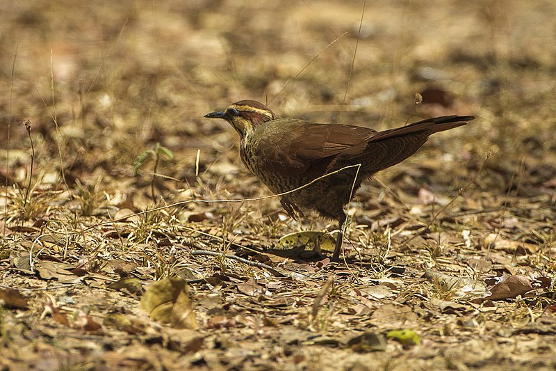 File:White-breasted Mesite - Ankarafantsika - Madagascar S4E9441 (15297364032).jpg