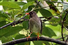 White-chinned thrush White-chinned thrush (Turdus aurantius).jpg