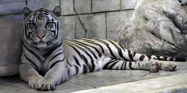 White Bengal Tiger at the Houston Aquarium