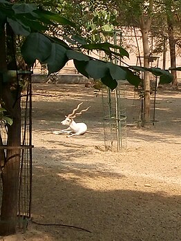 White blackbuck in Lucknow Zoo.jpg