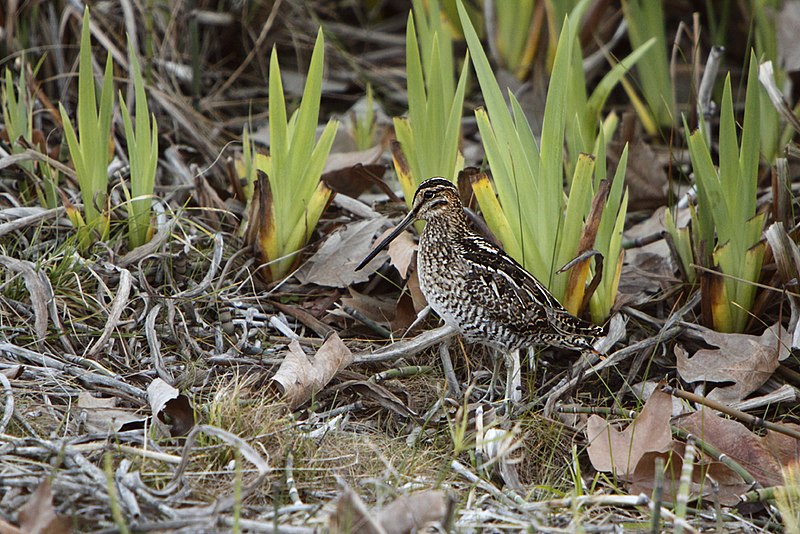 File:Wilson's Snipe San Luis Obispo.jpg