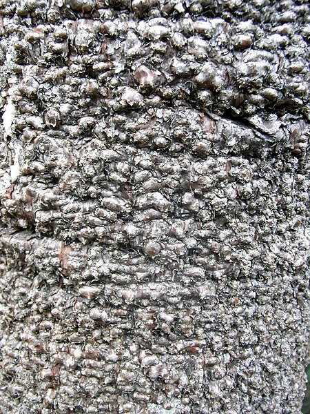 File:Wollemia bark.JPG