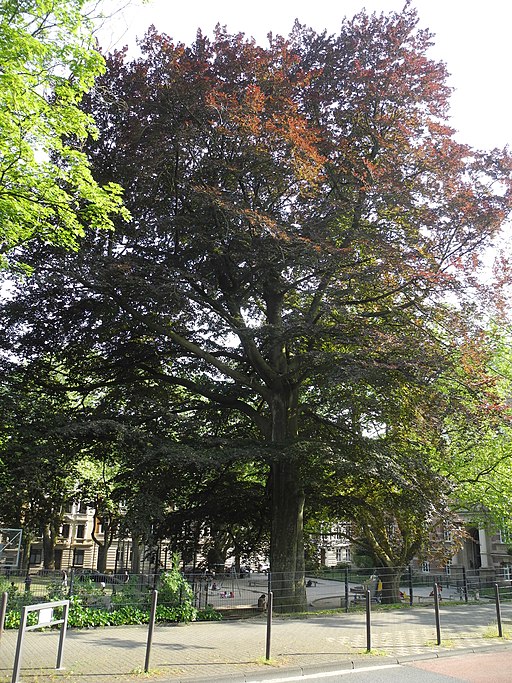 Wuppertal, Carnapsplatz, NO-Ecke, Rotbuche