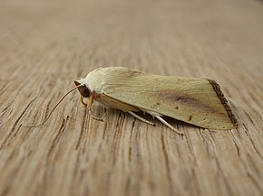 Beskrivelse av dette bildet, også kommentert nedenfor