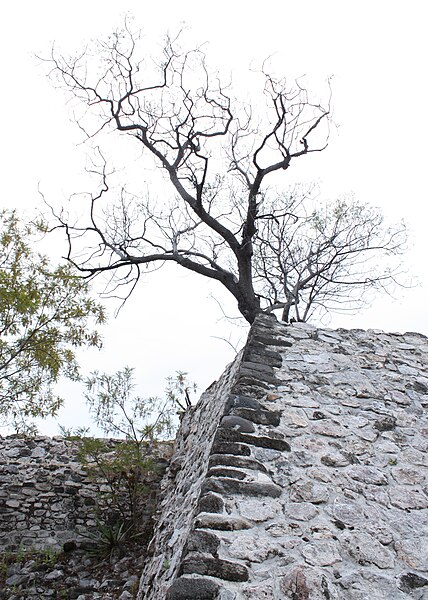 File:Xochicalco tree.jpg