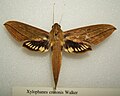 Xylophanes crotonis