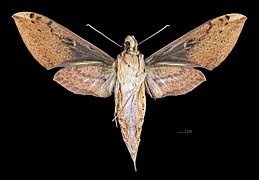 Face ventrale de la femelle (coll.MHNT)