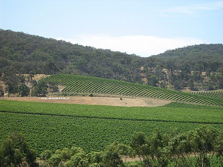 Vineyard at Yarra Valley