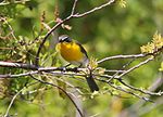 Yellow-breasted Chat 4.jpg