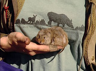 Taiga vole Species of rodent