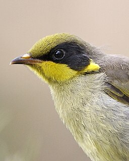 <i>Lichenostomus</i> Genus of birds