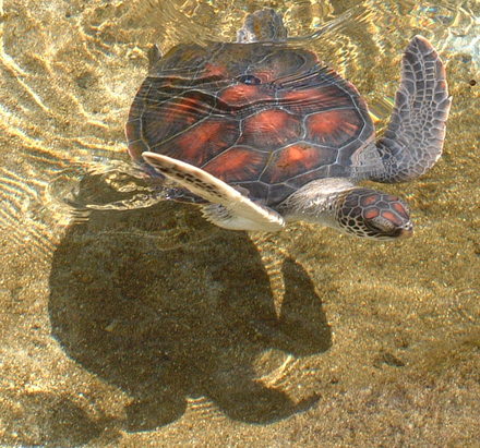 Immature Hawaiian green sea turtle in shallow waters