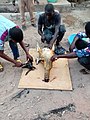 Young butchers disecting a slaughted sheep in Tamale, Ghana
