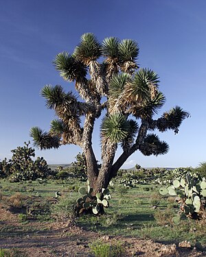 Yucca decipiens.jpg