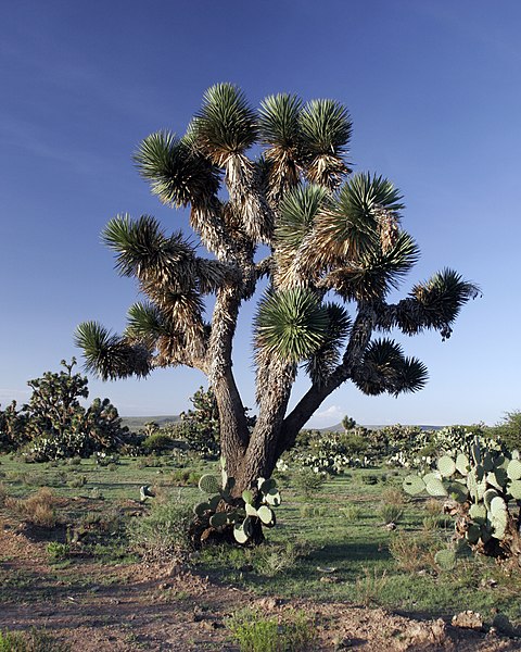 File:Yucca decipiens.jpg