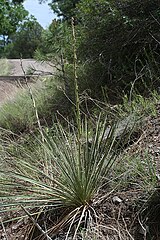 Yucca intermedia