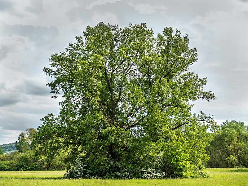 File:Zapfendorf-Eichen-.jpg