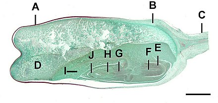 Longitudinal section of maize kernel, scale=1.4mm:A=pericarp, B=aleuroneC=stalk, D=endospermE=coleorhiza, F=radicleG=hypocotyl, H=plumuleI=scutellum, J=coleoptile