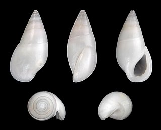 <i>Zebina tridentata</i> species of mollusc