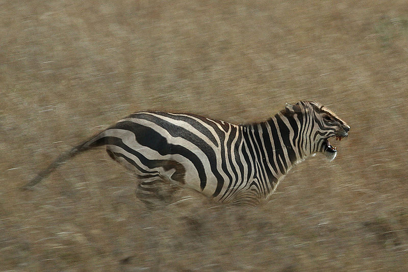 File:Zebra Lion.jpg