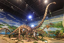 Zigong Dinosaur Museum Mamenchisaurus hochuanensis below.jpg