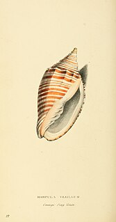<i>Harpulina</i> Genus of gastropods