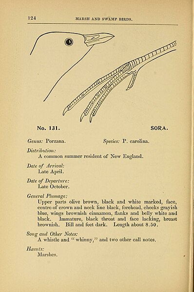 File:"Every bird;" a guide to the identification of the birds of woodland, beach and ocean. With one hundred and twenty-four line illustrations (1896) (14568564870).jpg