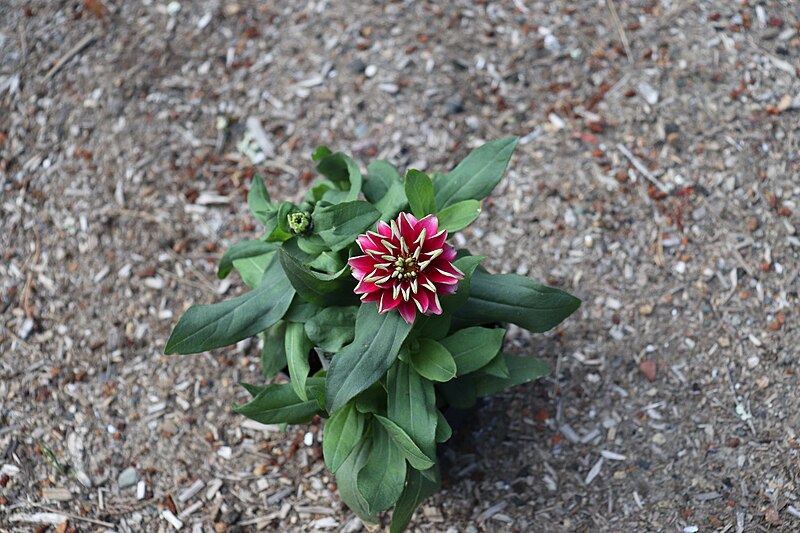 File:'Zahara Raspberry Ripple' zinnia IMG 7819.jpg