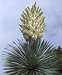 Yucca rostrata- blomställning