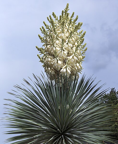 File:(MHNT) Yucca rostrata - inflorescence.jpg