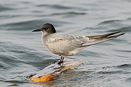 Čorík čierny (Chlidonias niger) a (4644831482)