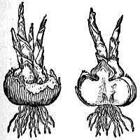Клубнелуковица шафрана — вид снаружи (слева) и в продольном разрезе (справа).