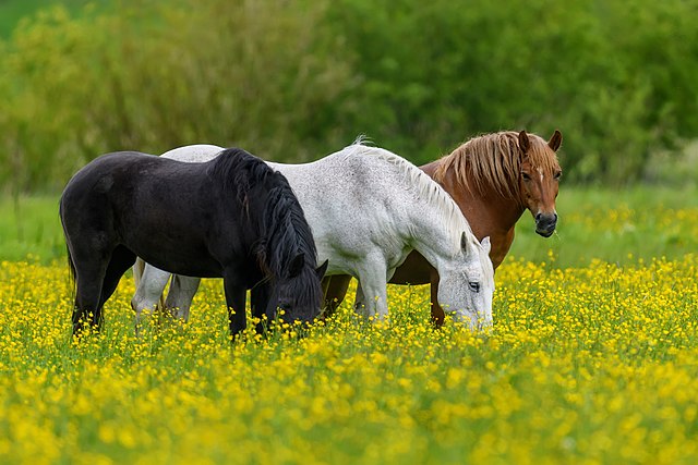 Three horses with different coat colors