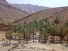نخلستان گند علی palm groves Gand Ali - panoramio (1).jpg