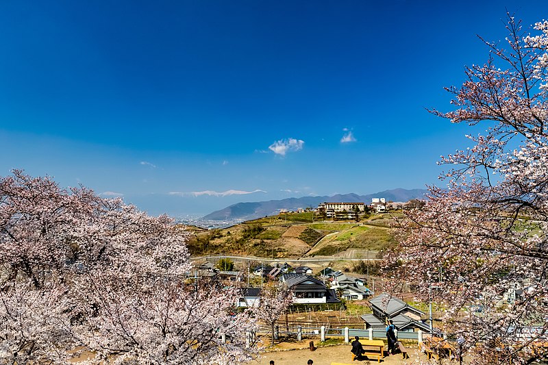 File:勝沼ぶどう郷の甚六桜 01.jpg