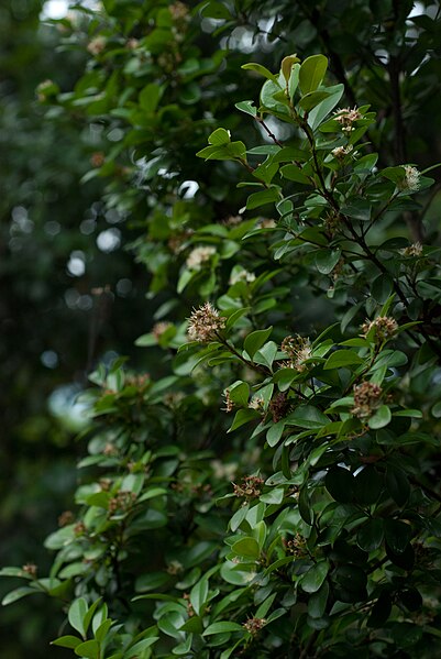 Tiểu Diệp Xích Nam (Box-leaved Syzygium, Syzygium buxifolium) ngoài tự nhiên